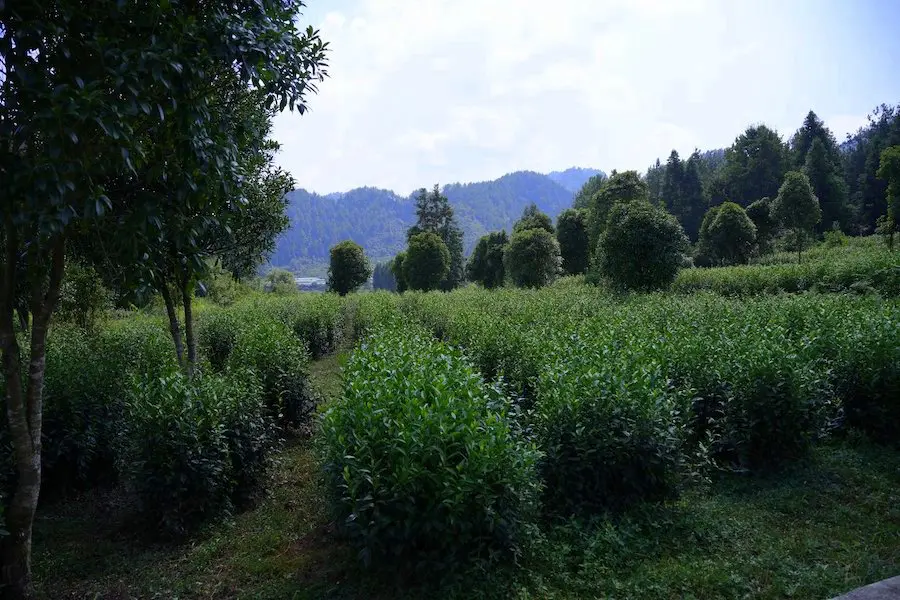 杨畔种片区图4